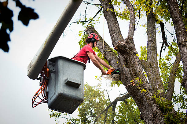 Best Tree Stump Removal  in Alta Sierra, CA